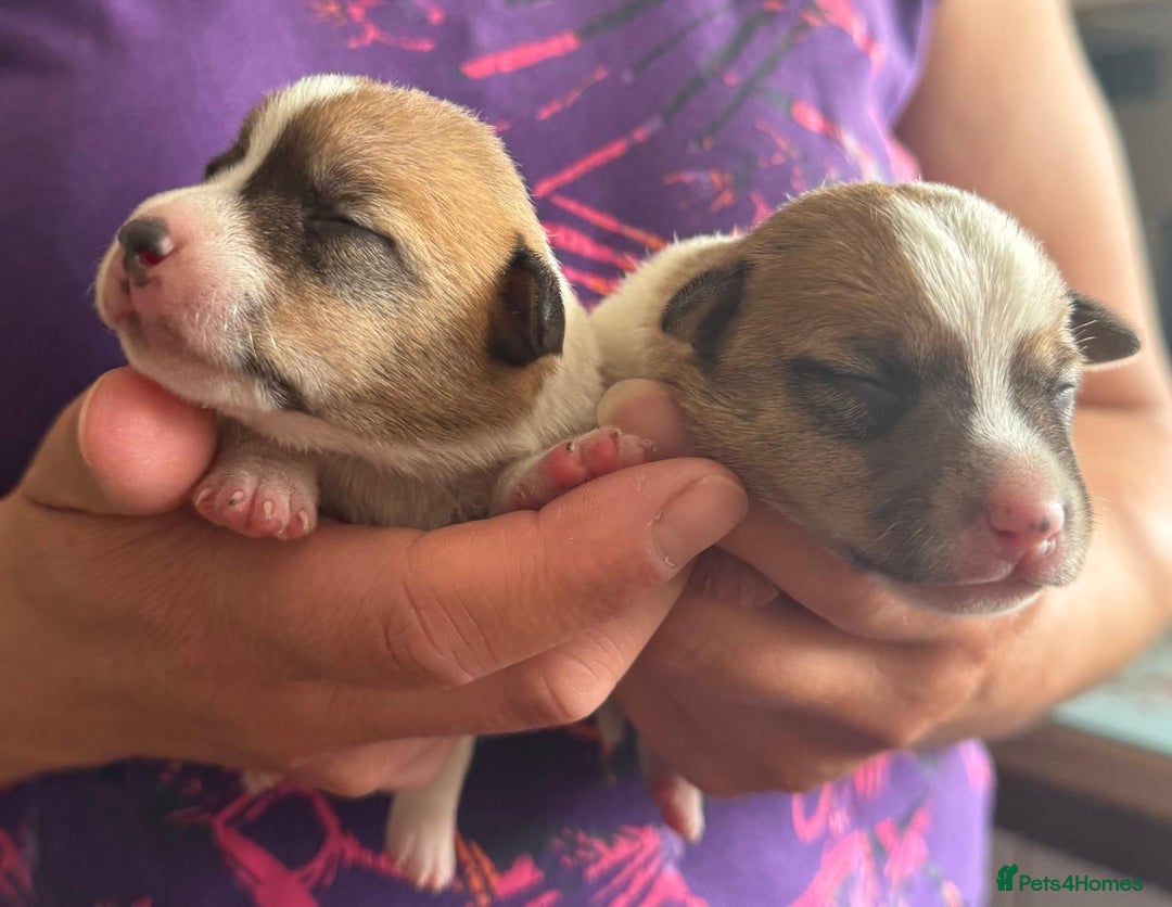 Jack Russell dogs for sale: Bred From Health Tested Parents - Image 15