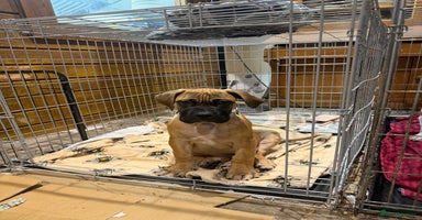 Boerboel dogs Ysterberg line Boerboel puppies  - Advert 16