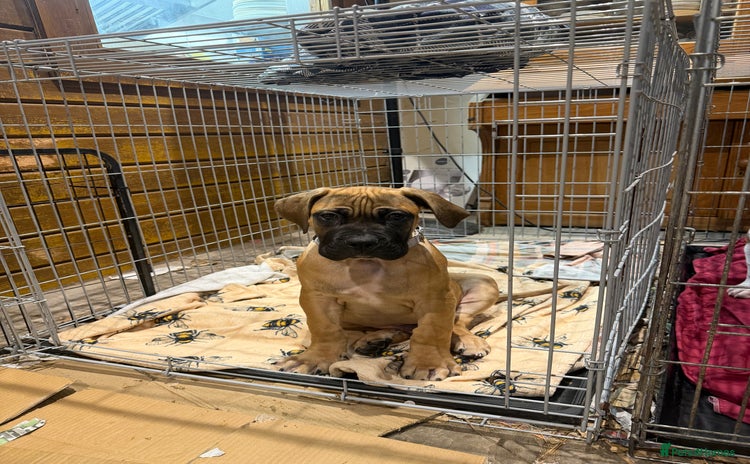 Boerboel dogs Ysterberg line Boerboel puppies  - Advert 1