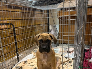 Boerboel dogs Ysterberg line Boerboel puppies - Advert 5