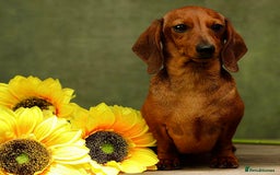 Miniature Dachshund dogs for adoption: Daisy: The Little Dog They Tried to Forget - Image 3