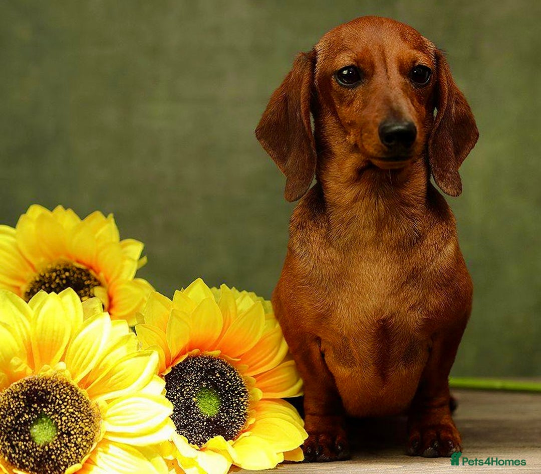 Miniature Dachshund dogs for adoption: Daisy: The Little Dog They Tried to Forget - Image 3