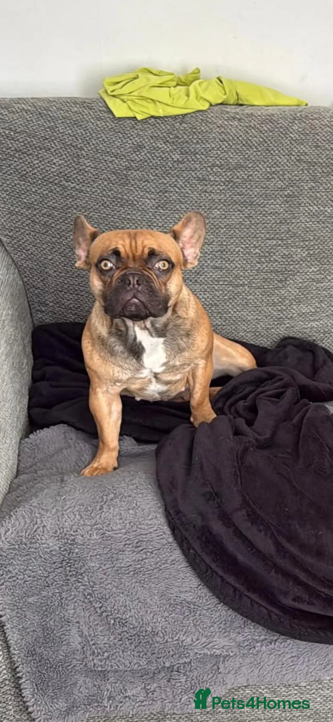 Mixed Breed dogs for sale: French bulldog - Advert 2