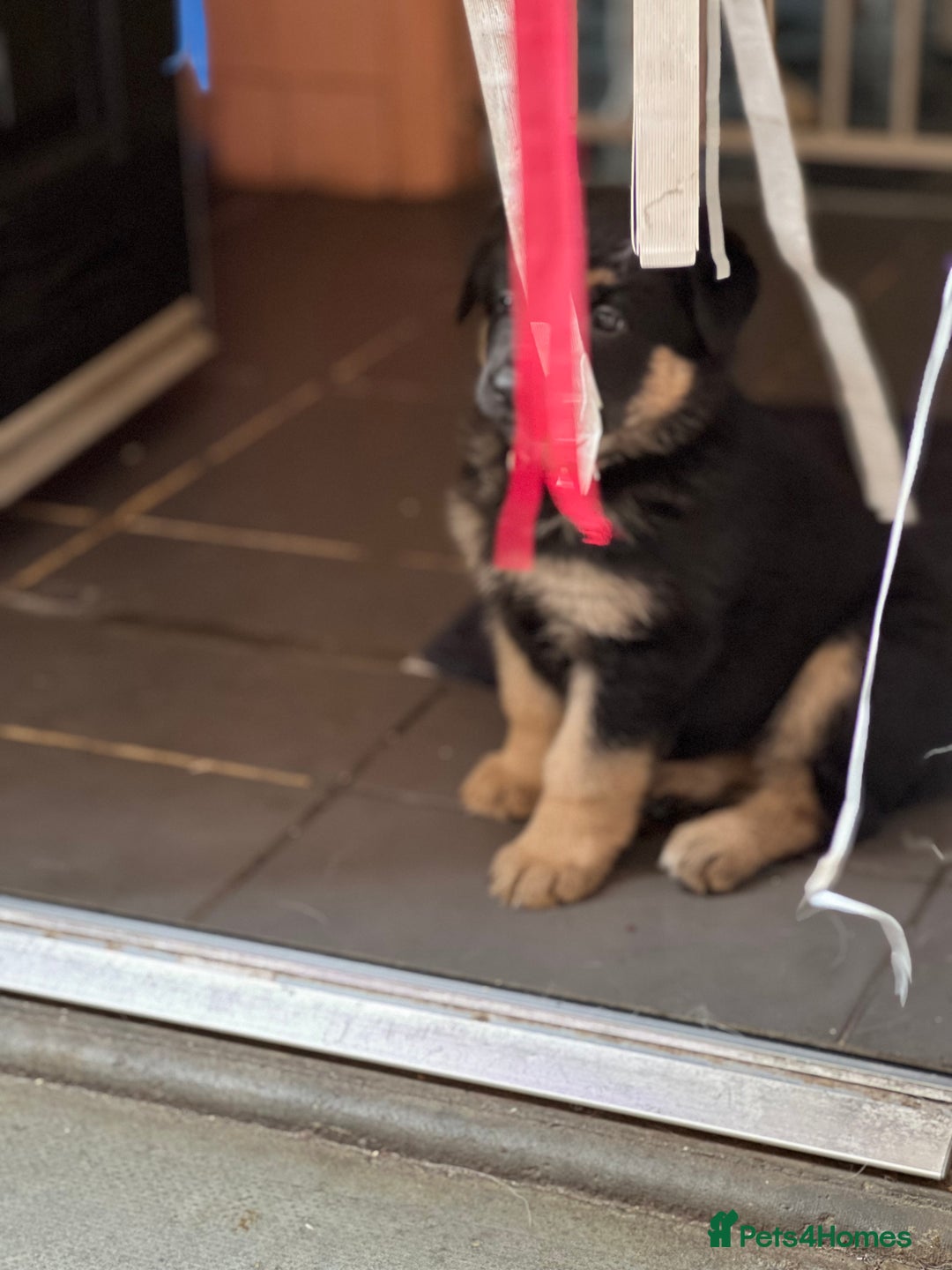 German Shepherd dogs for sale: REDUCED German shepherd puppies 8 was old - Advert 23