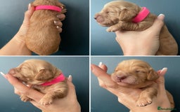 Cockapoo dogs for sale: Third Gen Cockapoos  - Image 6