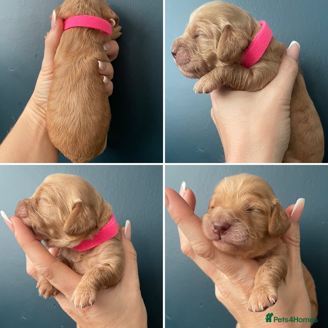 Cockapoo dogs for sale: Third Gen Cockapoos  - Image 6