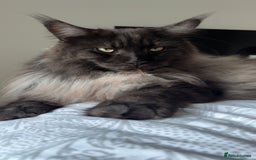 Maine Coon cats for sale: Beautiful Majestic Boy - Image 1