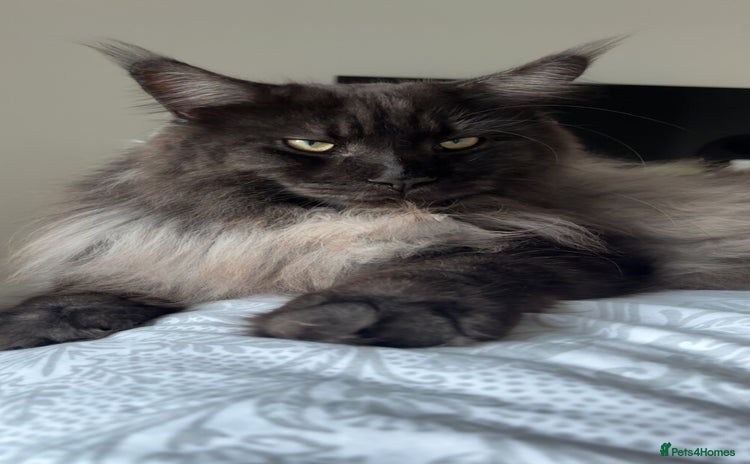 Maine Coon cats - Advert 14
