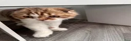 Scottish Fold cats for sale: beautiful and lovely scottish fold boy kitten  in Cheadle - Advert 5