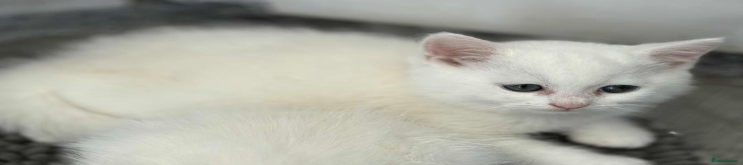 Persian Kitten 2
