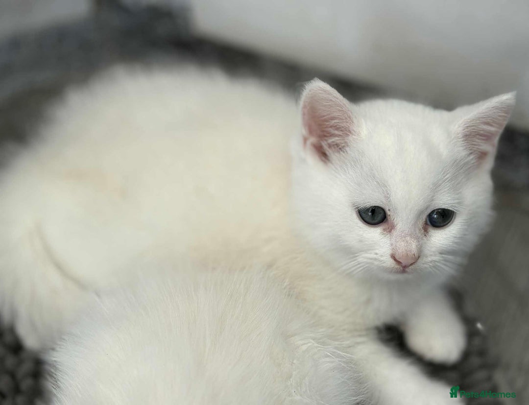 Persian cats for sale: 3 white half Persian kittens, ready soon - Image 6