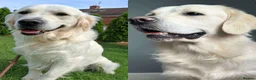 Golden Retriever dogs for sale: *Beautiful Golden retriever puppies* - Advert 9