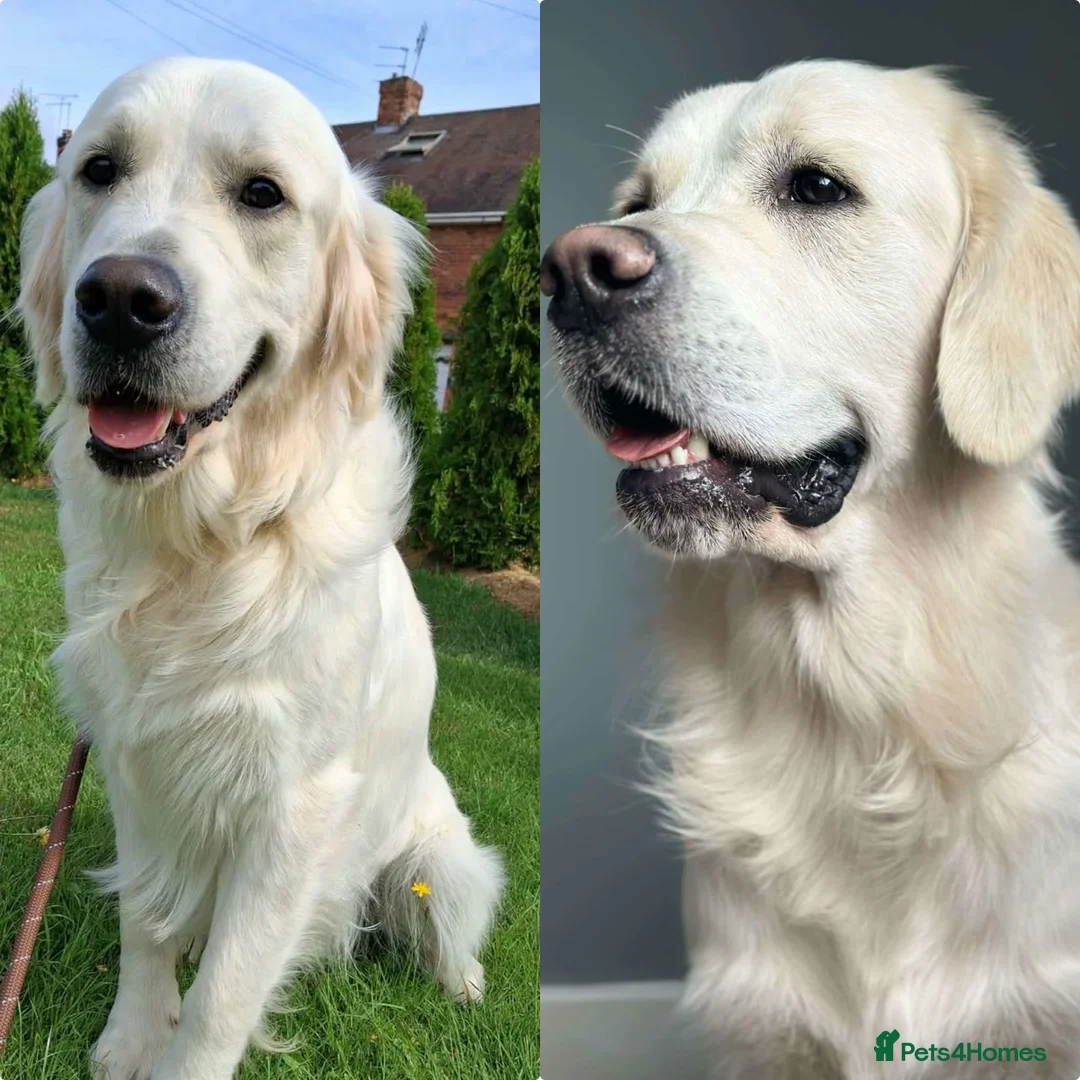 Golden Retriever dogs for sale: *Beautiful Golden retriever puppies* - Advert 9