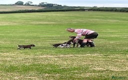 German Shorthaired Pointer dogs for sale: German shorthaired pointer boys and girls  - Image 23