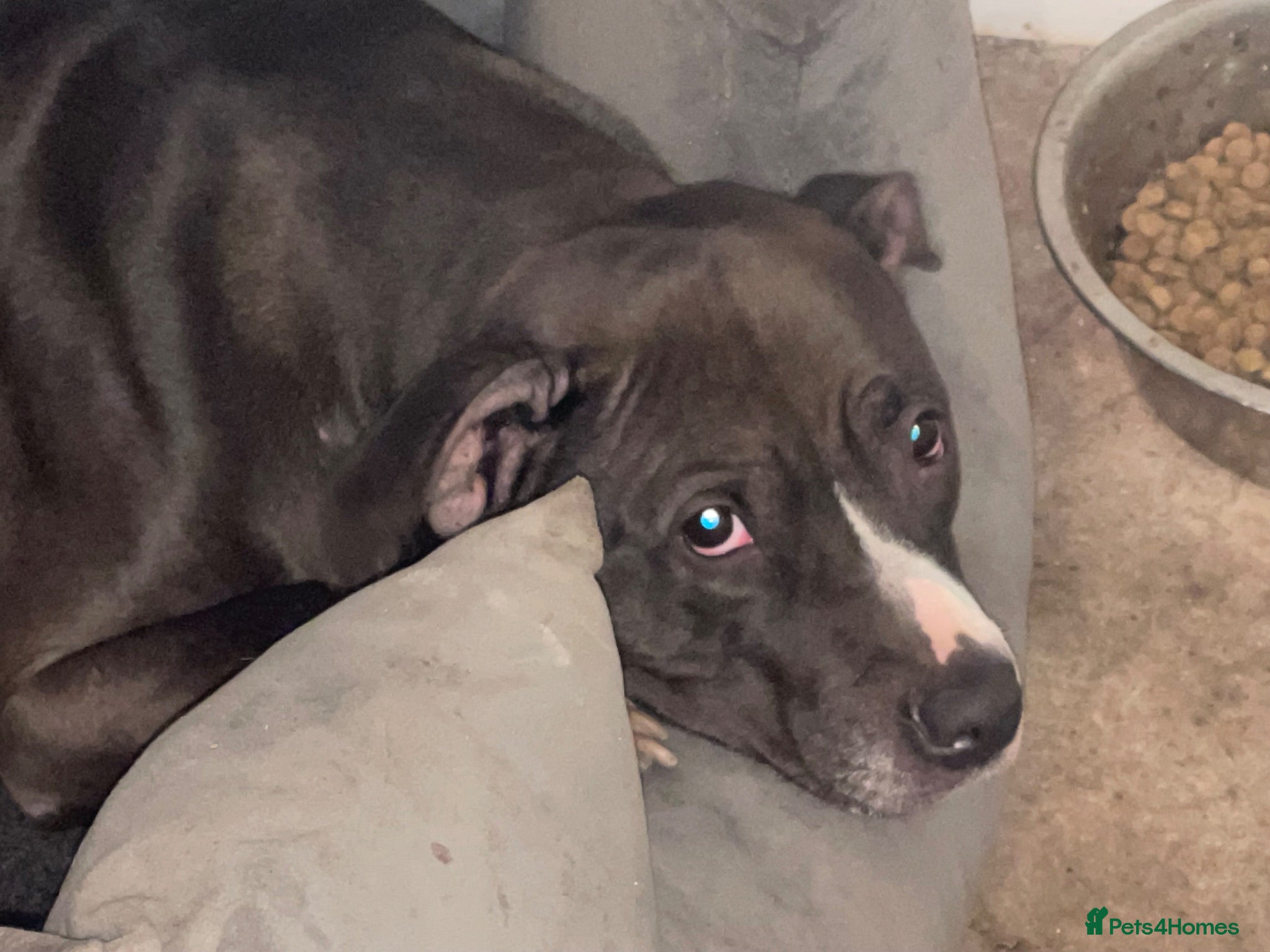 American Bully dogs Penny  - Advert 5