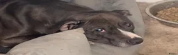 American Bully dogs for sale: Penny  in Bedworth - Advert 1