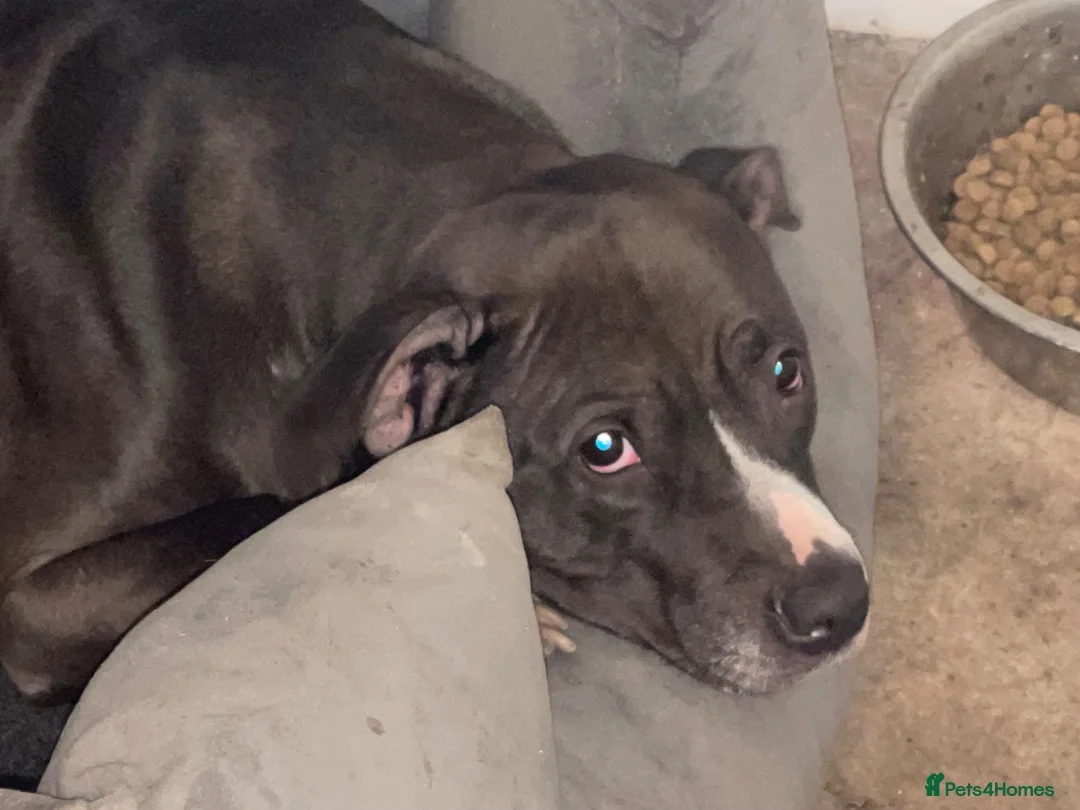 American Bully dogs for sale: Penny  in Bedworth - Advert 1