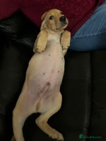 Labrador Retriever dogs KC Fox Red Labrador Pups - Health tested. 2 left - Advert 9