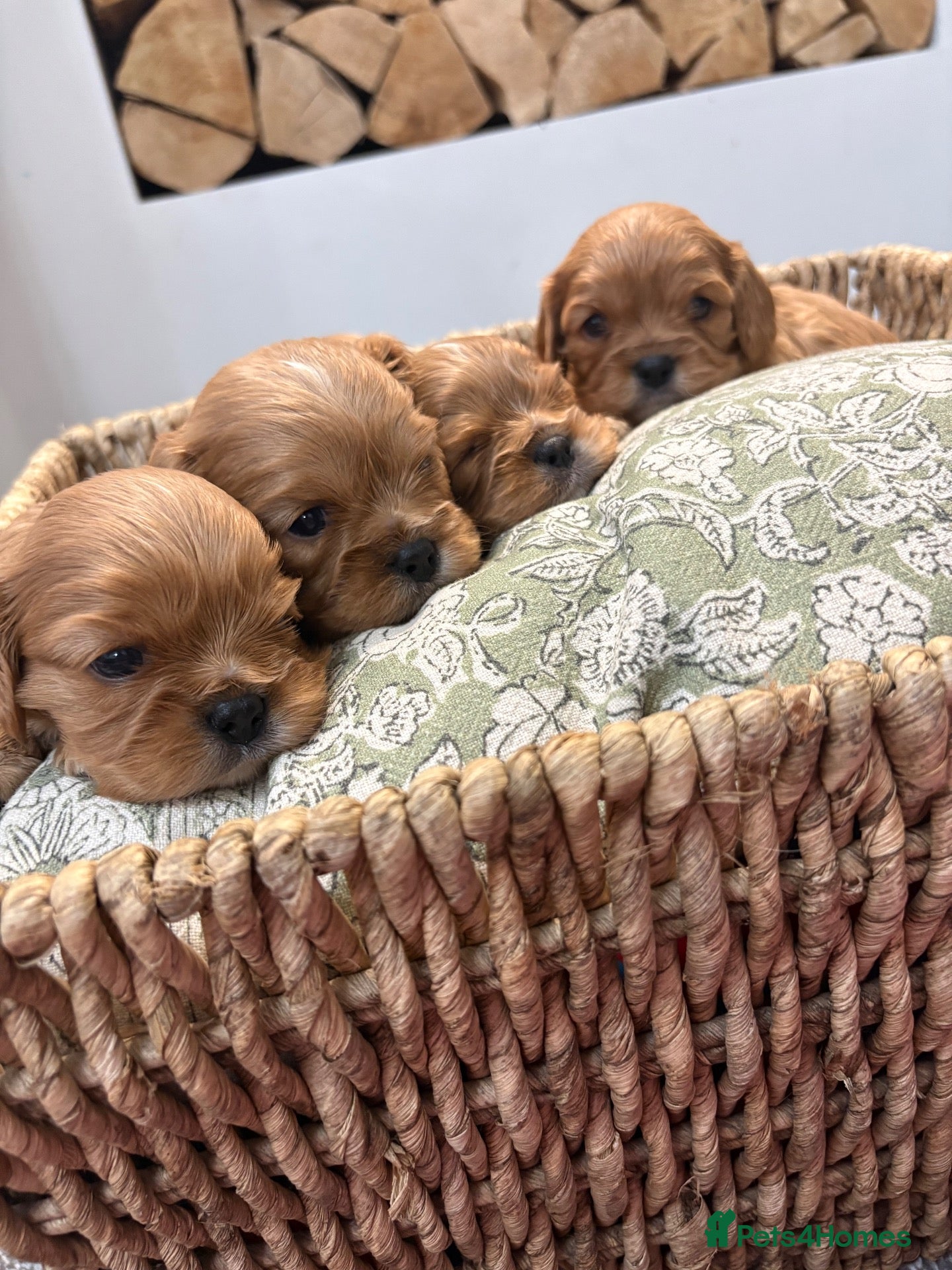 Cavalier King Charles Spaniel dogs for sale: 6 Ruby cavalier puppies  - Advert 6