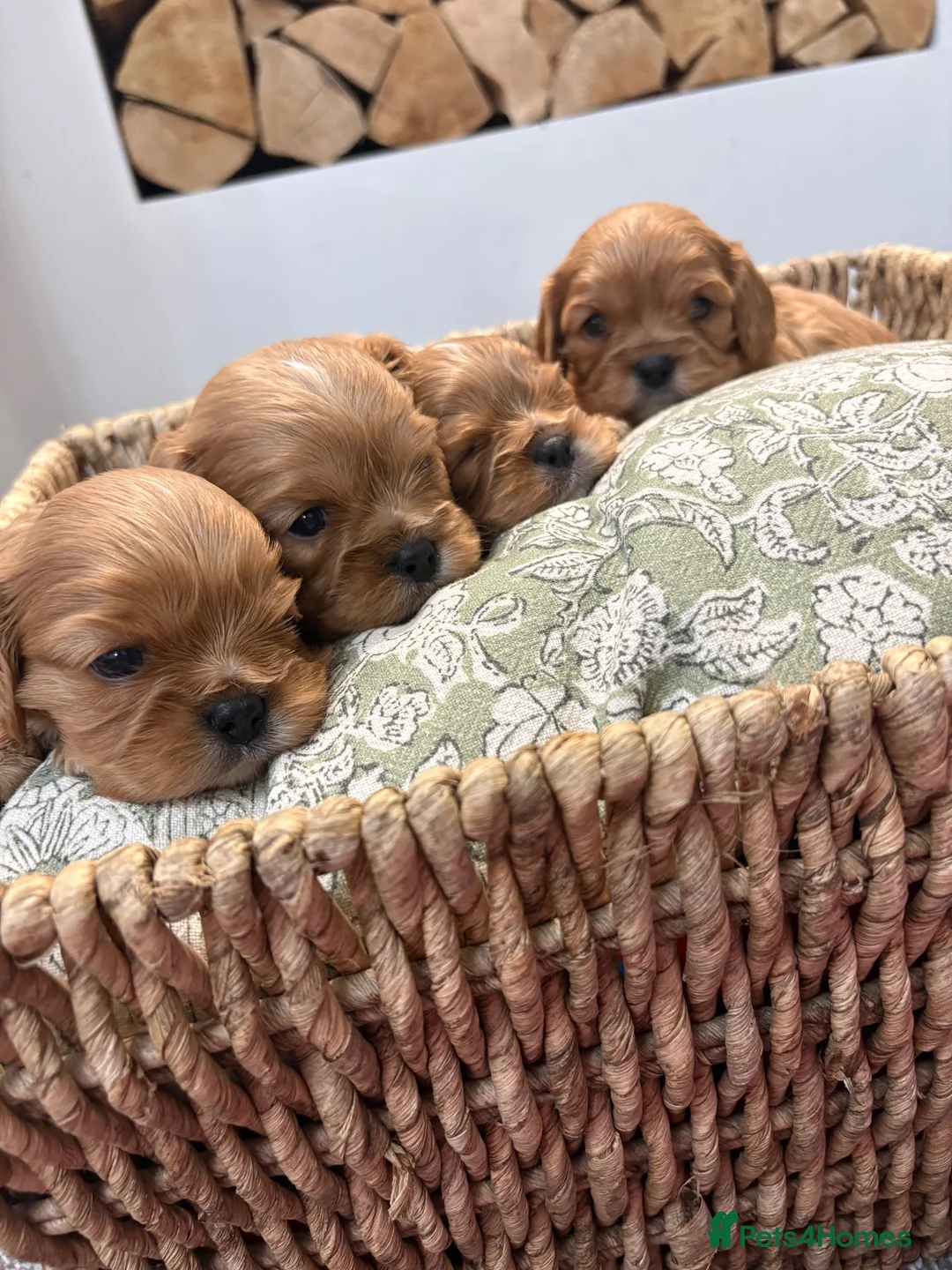 Cavalier King Charles Spaniel dogs for sale: 6 Ruby KC reg cavalier puppies  - Advert 1