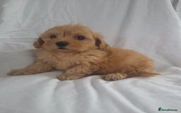 Maltipoo dogs for sale: Maltipoo puppies 5🌟licence breeder  - Image 3