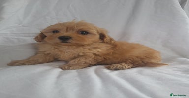 Maltipoo dogs - Advert 8