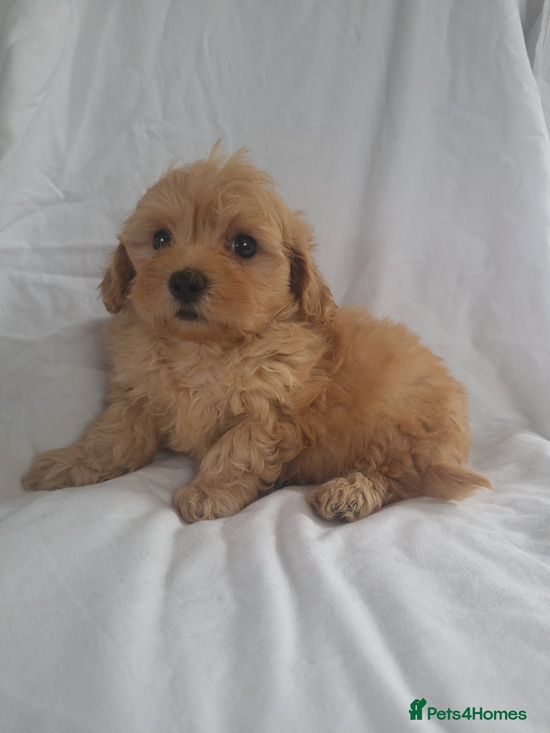 Maltipoo dogs for sale: Maltipoo puppies 5🌟licence breeder  - Image 3