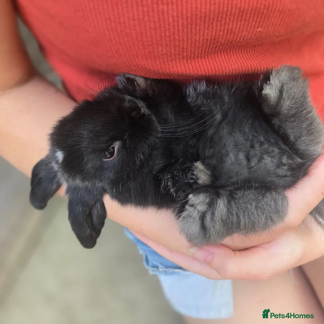 Mini Lop rabbits for sale: Baby mini lops in Telford - Advert 1