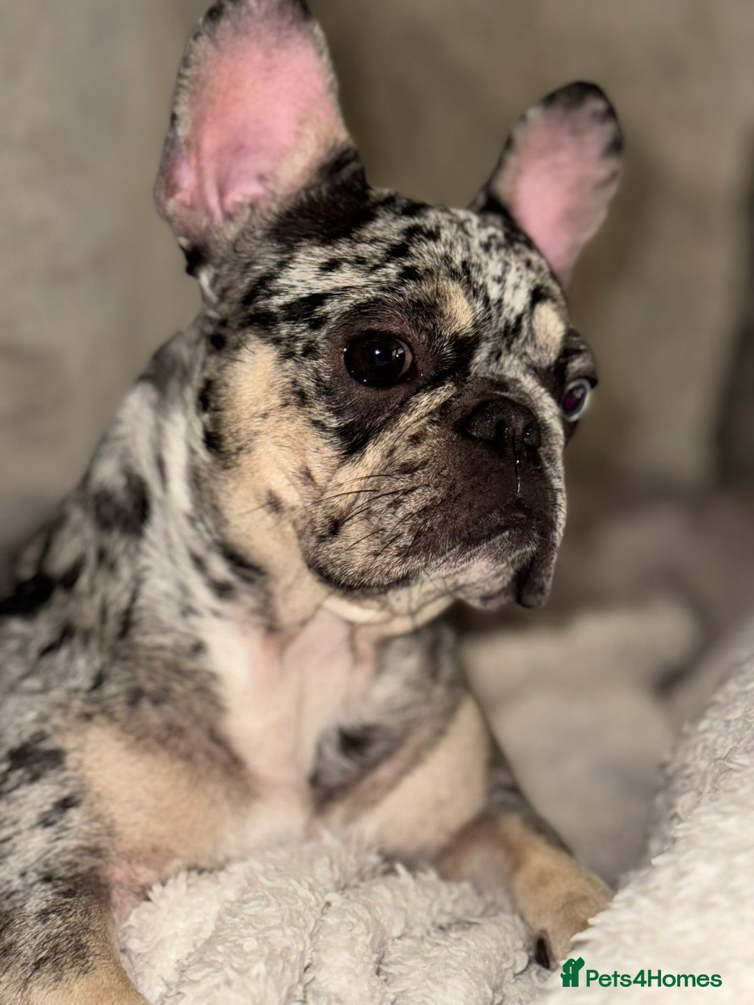 French Bulldog dogs for sale: 2 years 1 month - Advert 6