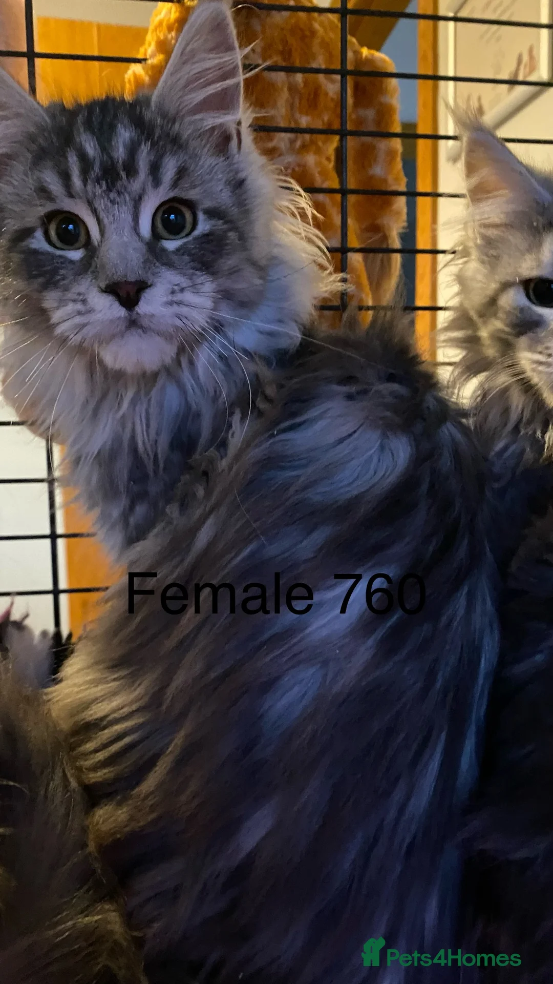 Maine Coon cats for sale: Pedigree Maine Coons - Advert 16