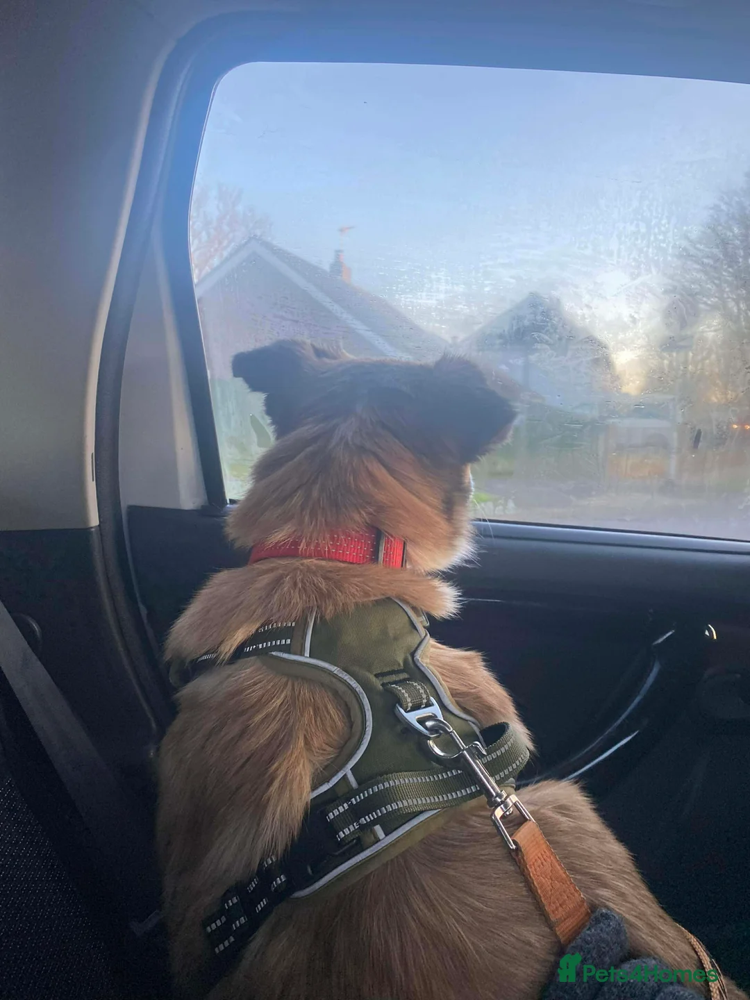 Mixed Breed dogs for adoption: 💕 Shelby 💕 in Blackpool - Advert 11