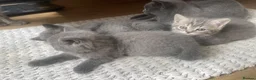 British Shorthair cats for sale: British shorthair kittens - Advert 7