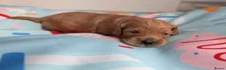 Cavapoo dogs for sale: BEAUTIFUL F1B CAVAPOO PUPPIES  - Advert 19