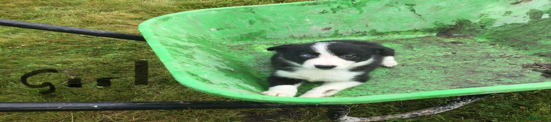 Border Collie Puppy 4