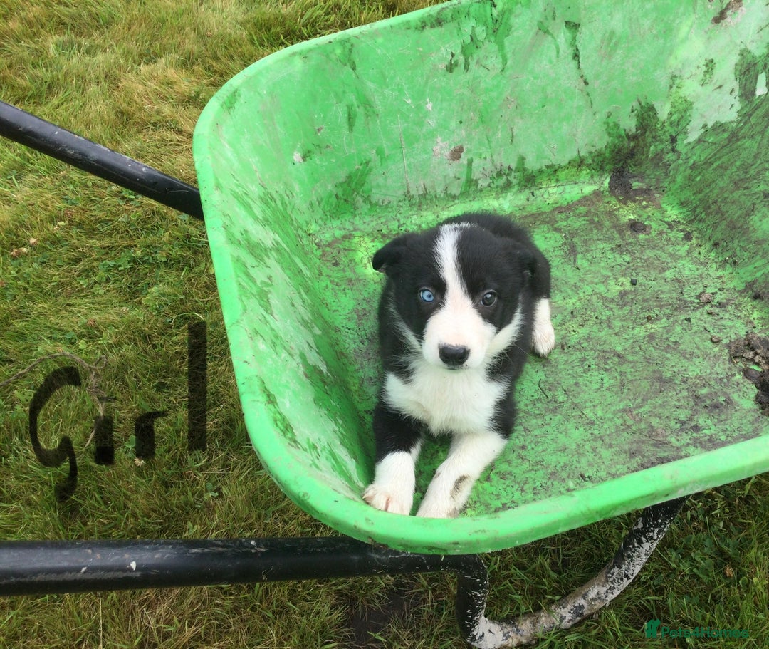 Border Collie dogs for sale: Farm bred border collie pups - Image 7