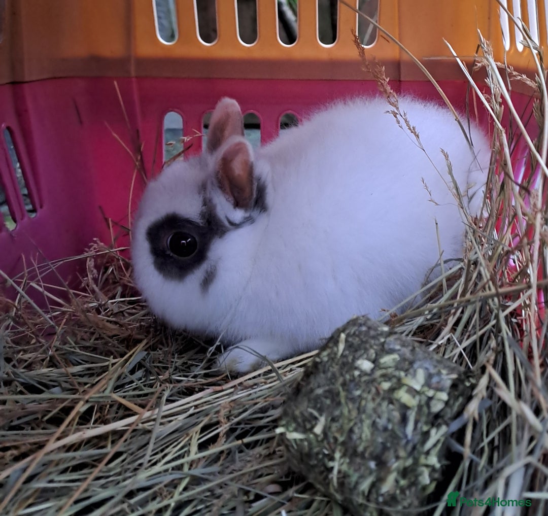 Netherland Dwarf rabbits for sale: Tiny Netherland Dwarf Baby Doe Vaccinated - READY - Advert 2