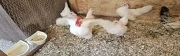 Chickens poultry for sale: 🐓 Serama Bantam Chickens 🐓 - Advert 9