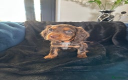 Cocker Spaniel dogs for sale: BEAUTIFUL LITTER OF TRICOLOURED COCKER SPANIELS  - Image 22