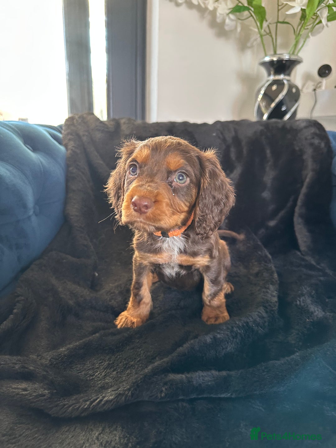 Cocker Spaniel dogs for sale: BEAUTIFUL LITTER OF TRICOLOURED COCKER SPANIELS  - Image 22