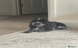 Cockapoo dogs for sale: 4 beautiful F1B Cockapoo puppies  - Image 12