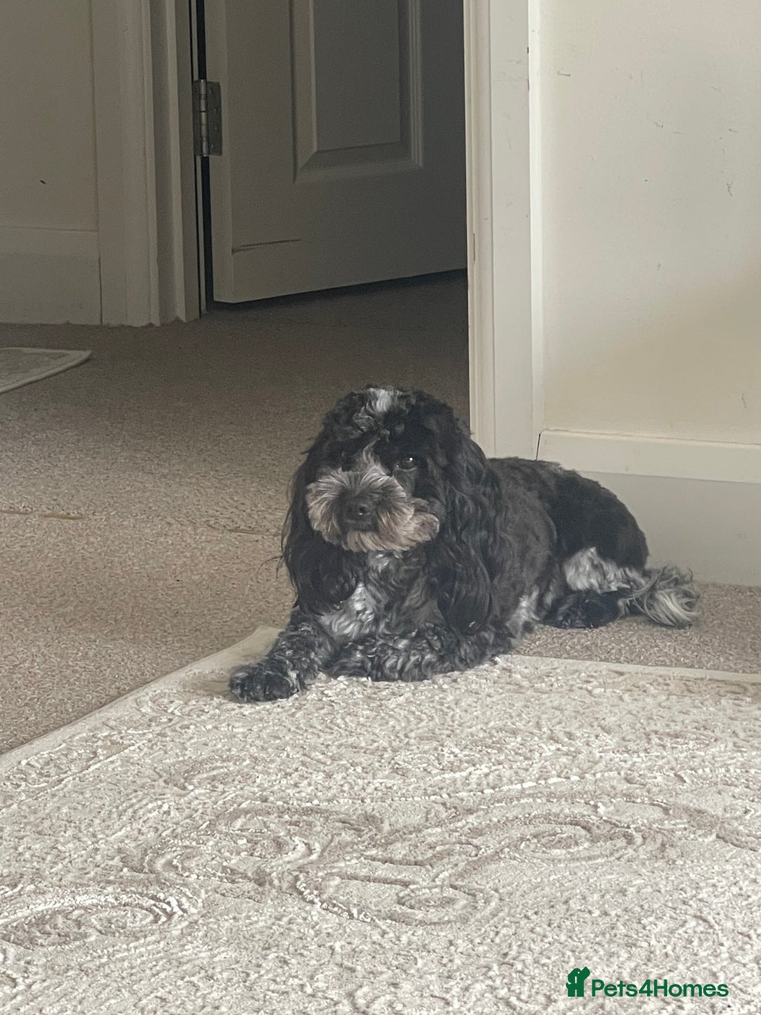 Cockapoo dogs for sale: 4 beautiful F1B Cockapoo puppies  - Image 12