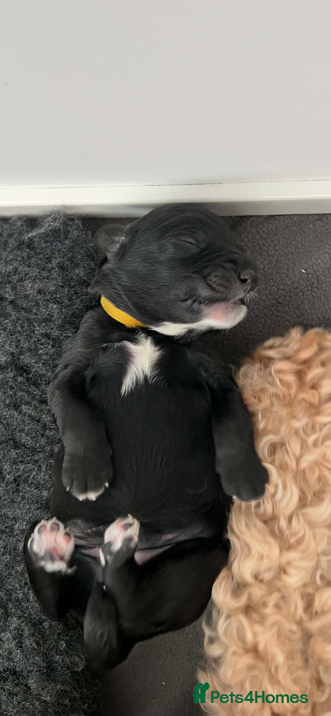 Cavapoo dogs for sale: F1B OUTSTANDING RARE RAINBOW 🌈 BABIES (Cavapoo)  - Image 12