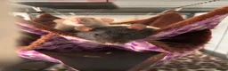 Rat rodents for sale: group of 4 friendly rats (cage+everything incl) - Advert 19