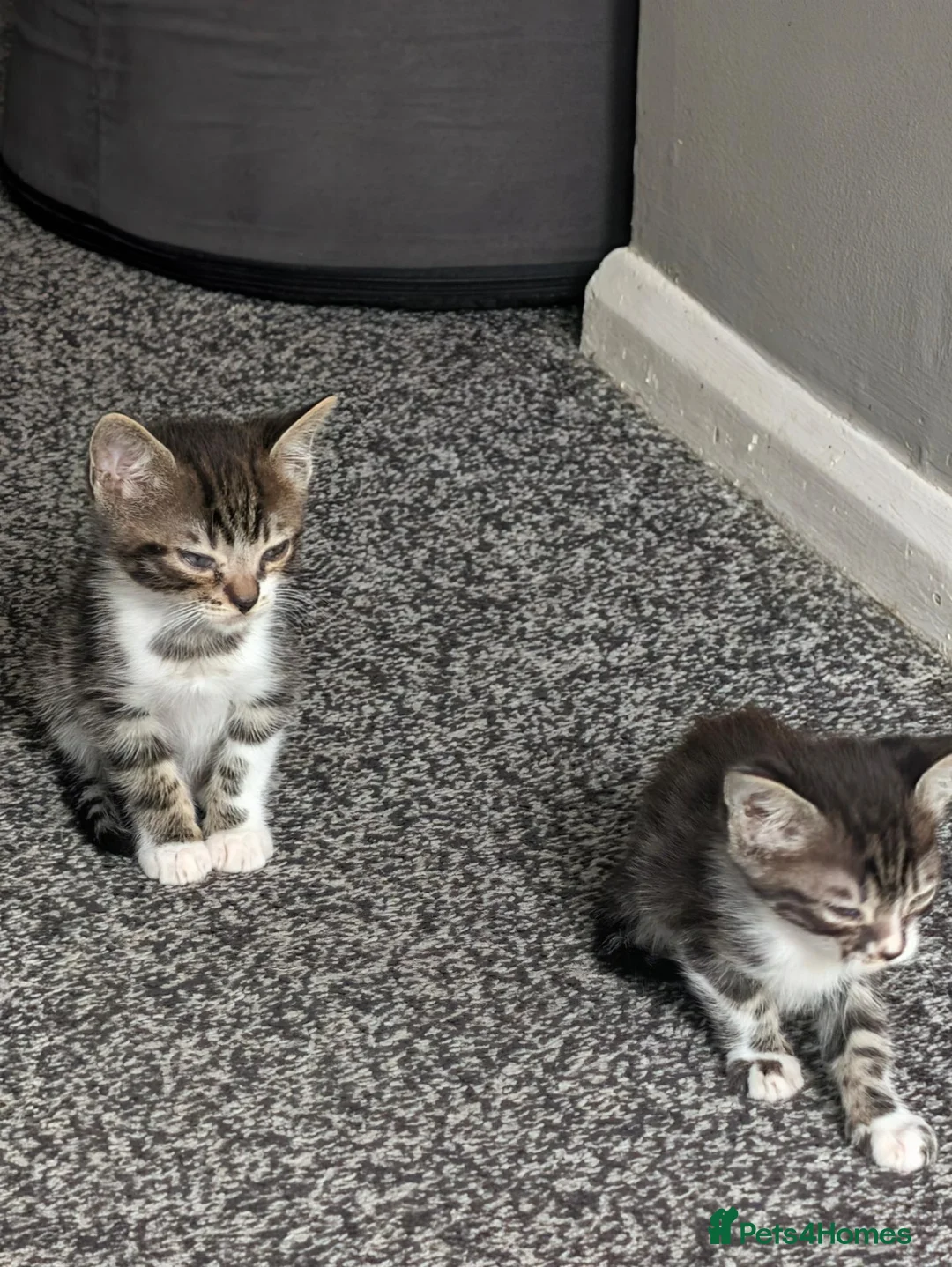 Bengal cats for sale: 2 x boy Bengal cross  - Advert 4