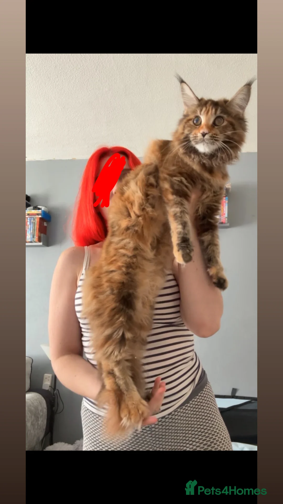 Maine Coon cats for sale: Maine Coon female looking for a new home  - Advert 2