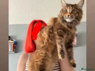 Maine Coon cats Maine Coon female looking for a new home - Advert 5