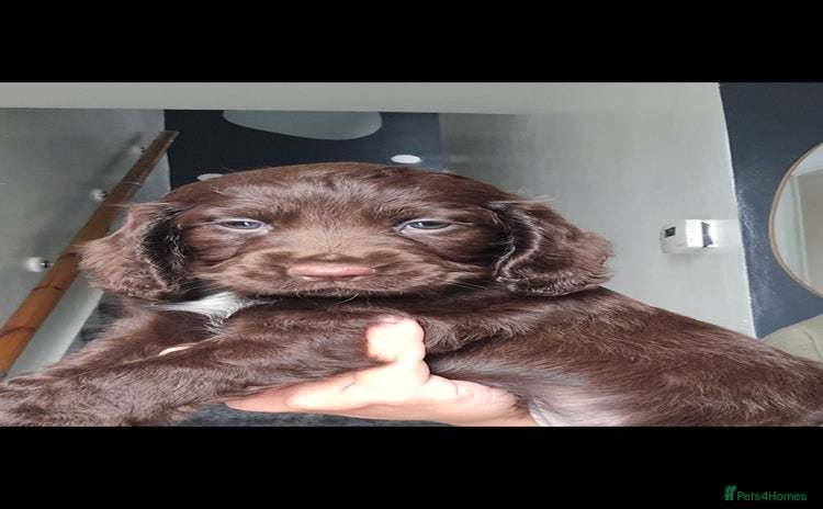 Cocker Spaniel dogs Cocker Spaniel puppies - Advert 7