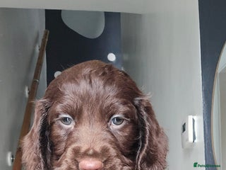 Cocker Spaniel dogs Cocker Spaniel puppies - Advert 5