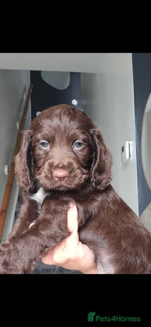 Cocker Spaniel dogs Cocker Spaniel puppies - Advert 7