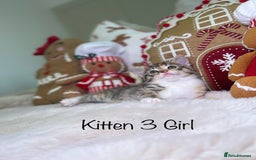 Mixed Breed cats for sale: Beautiful kittens 8 weeks old  - Advert 12